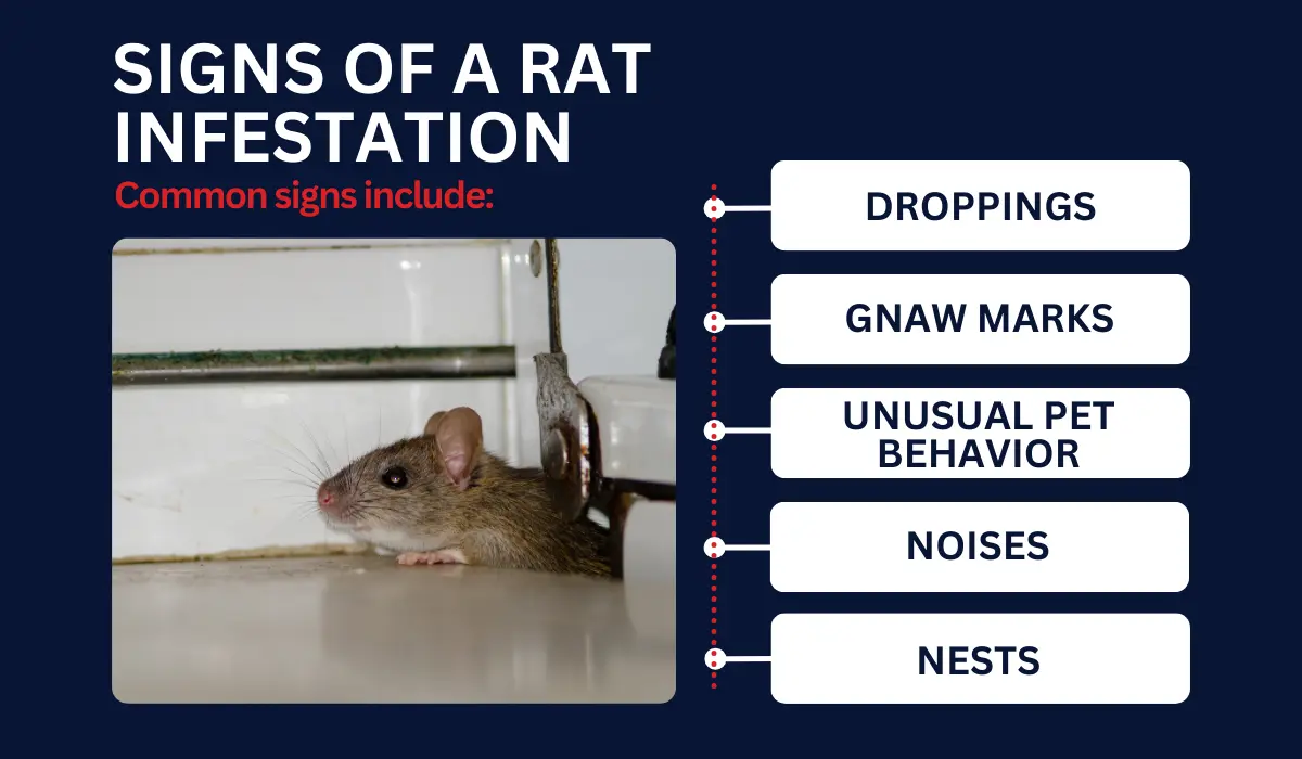 Signs of a Rat Infestation