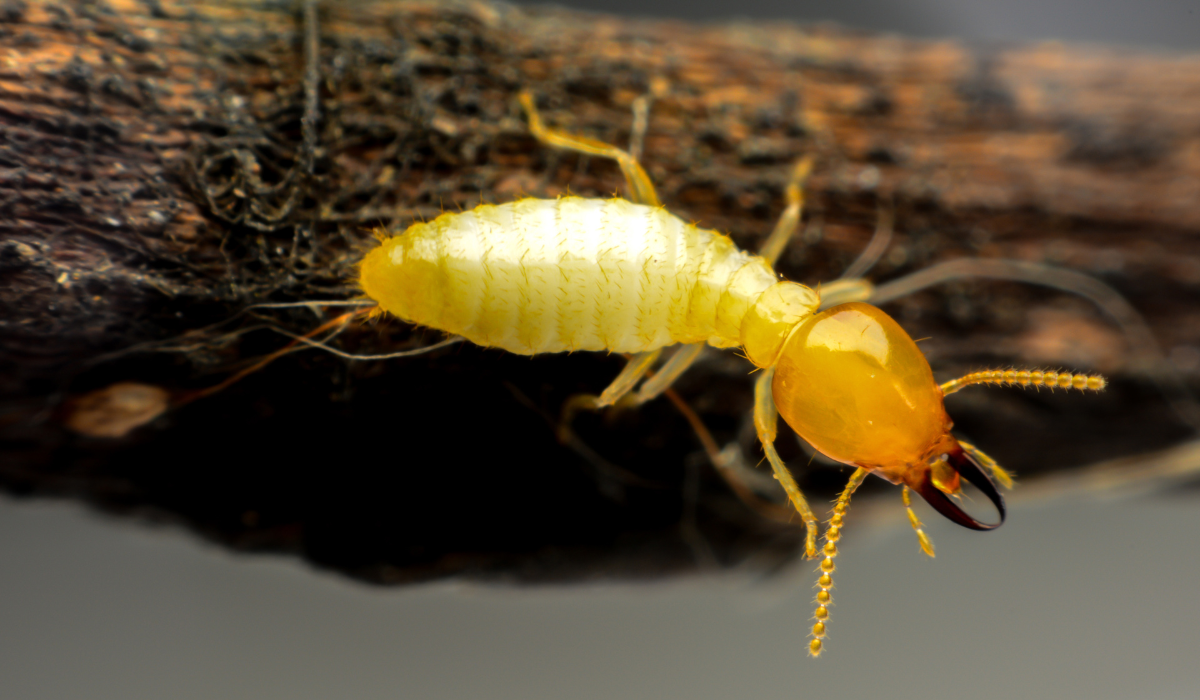 formosan termite