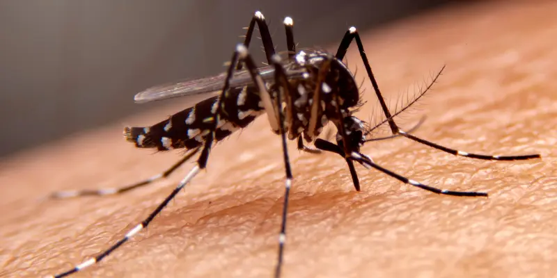 mosquito bite