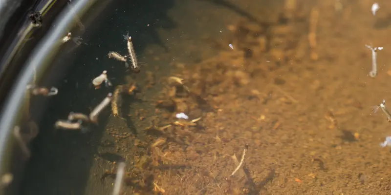 gnats; mosquitoes; larvae,Mosquito larvae in dirty water and you
