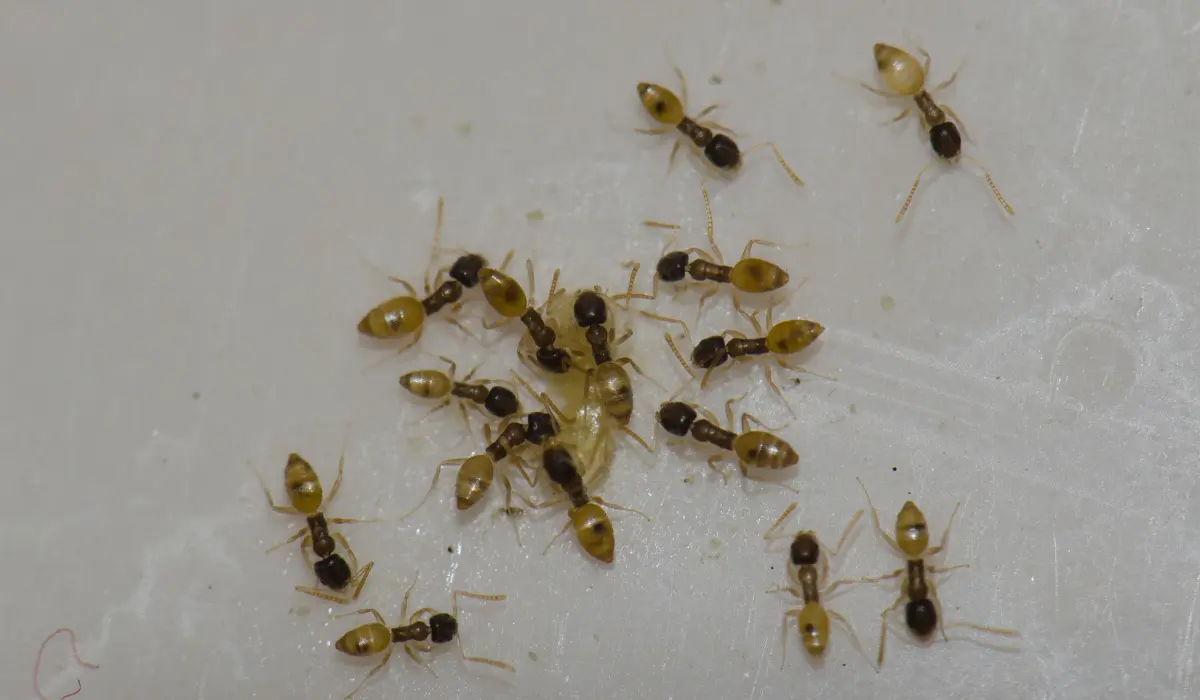 Ghost Ants