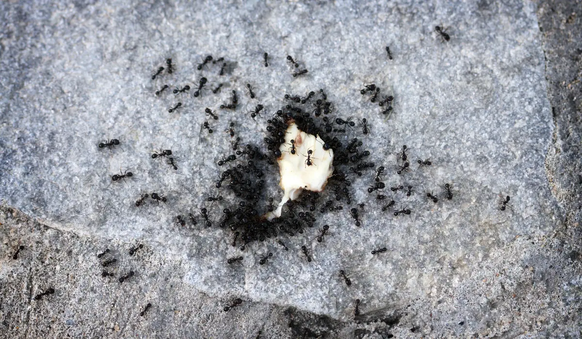 Little Black Ants