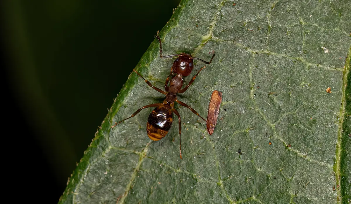 Odorous House Ants