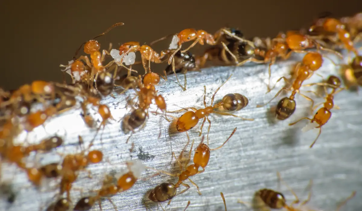 Pharaoh Ants