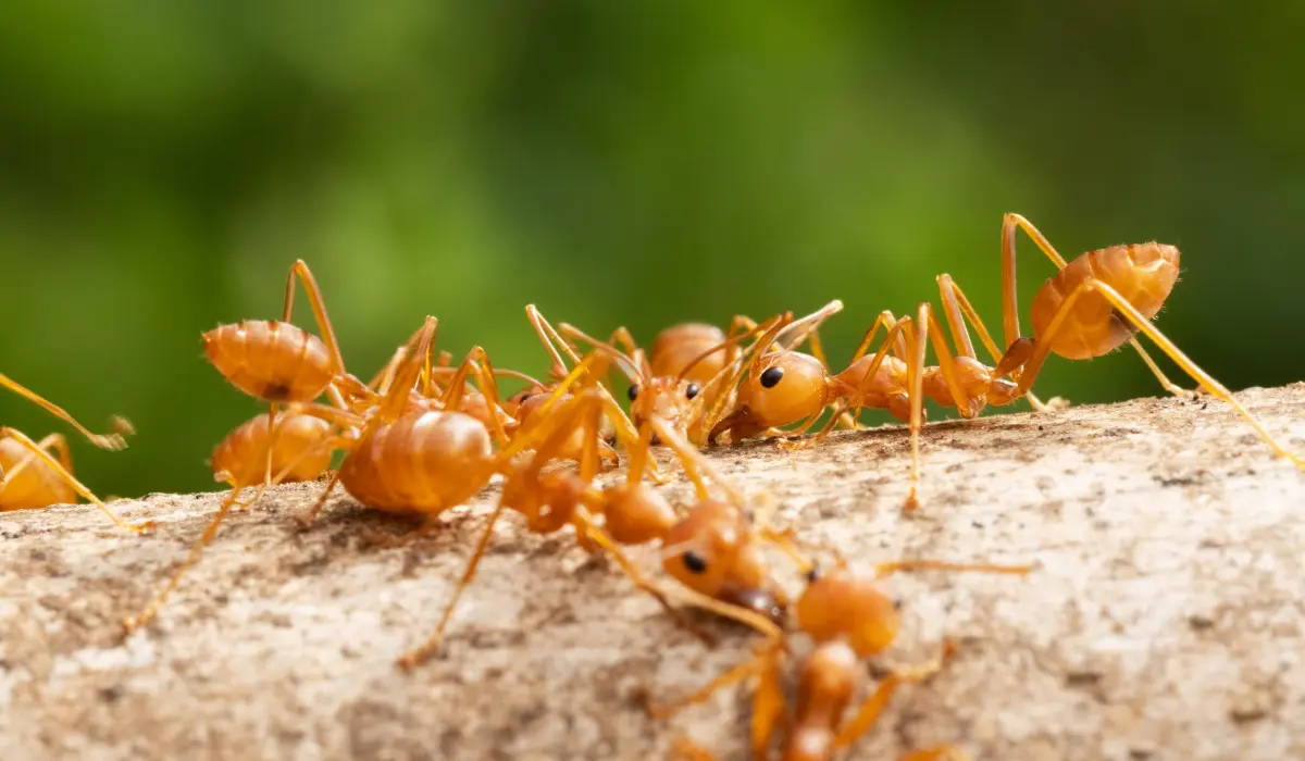 Red Imported Fire Ants