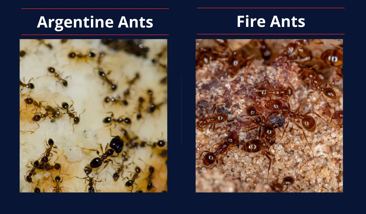 ARGENTINE ANTS VS. FIRE ANTS
