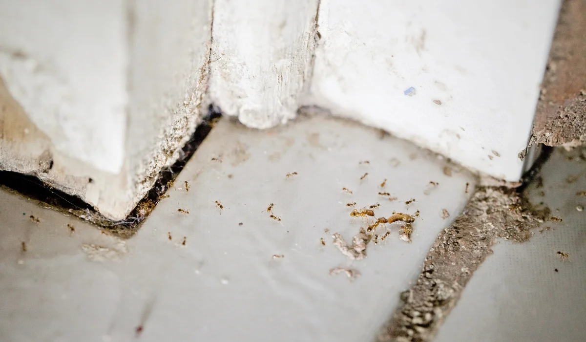 ant debris