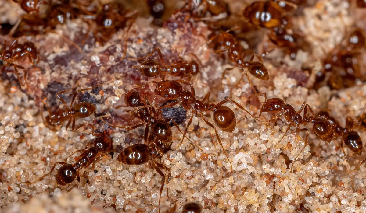 Adult Fire Ants