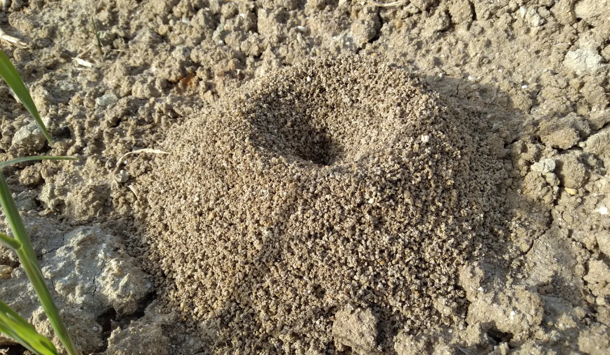 Piles of Sawdust by carpenter ants
