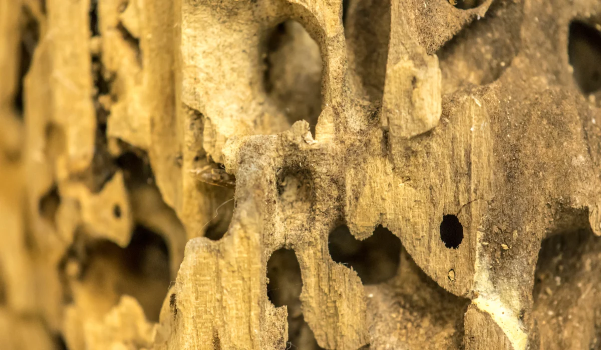 carpenter ant wood damage