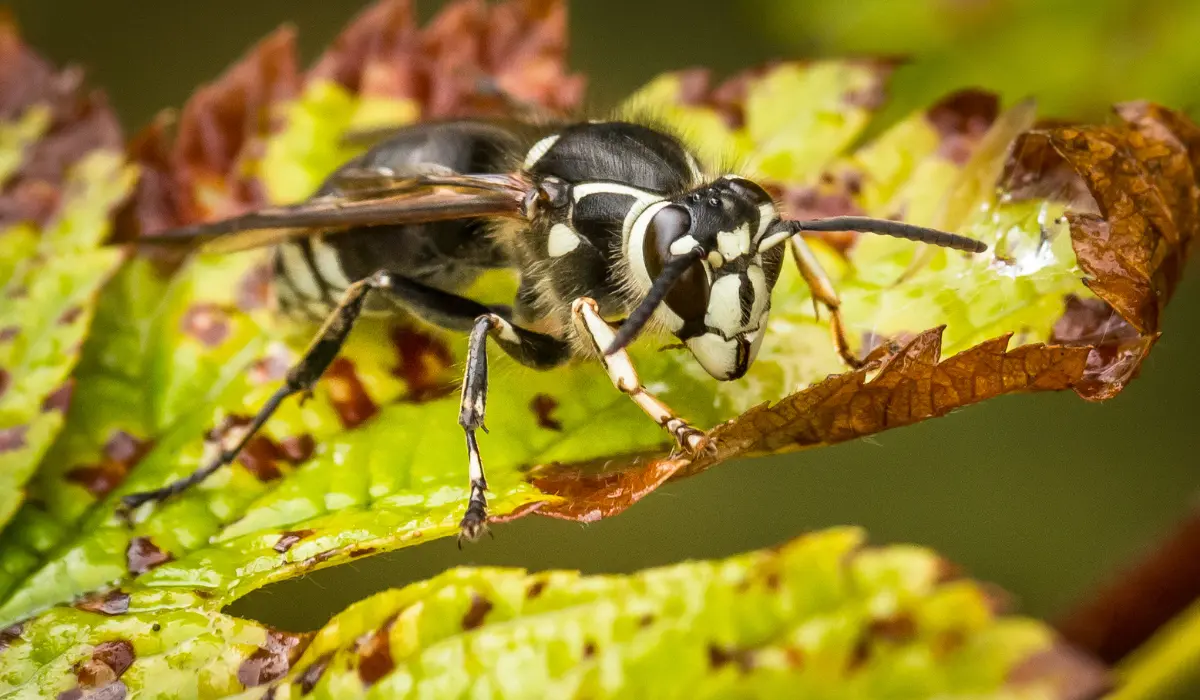 bald-faced hornet