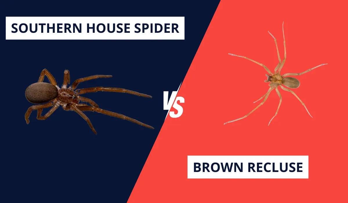 SOUTHERN HOUSE SPIDER VS. BROWN RECLUSE: KEY DIFFERENCES