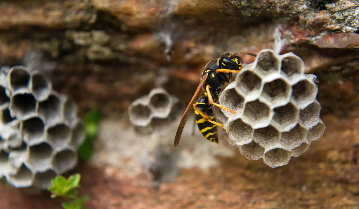 paper wasp on the nest