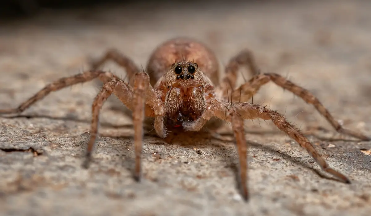 adult wolf spider