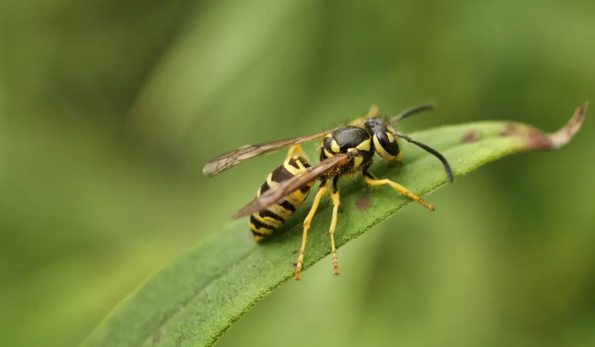 yellowjacket wasp