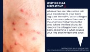 Will Fleas Die On Their Own Here s What To Know
