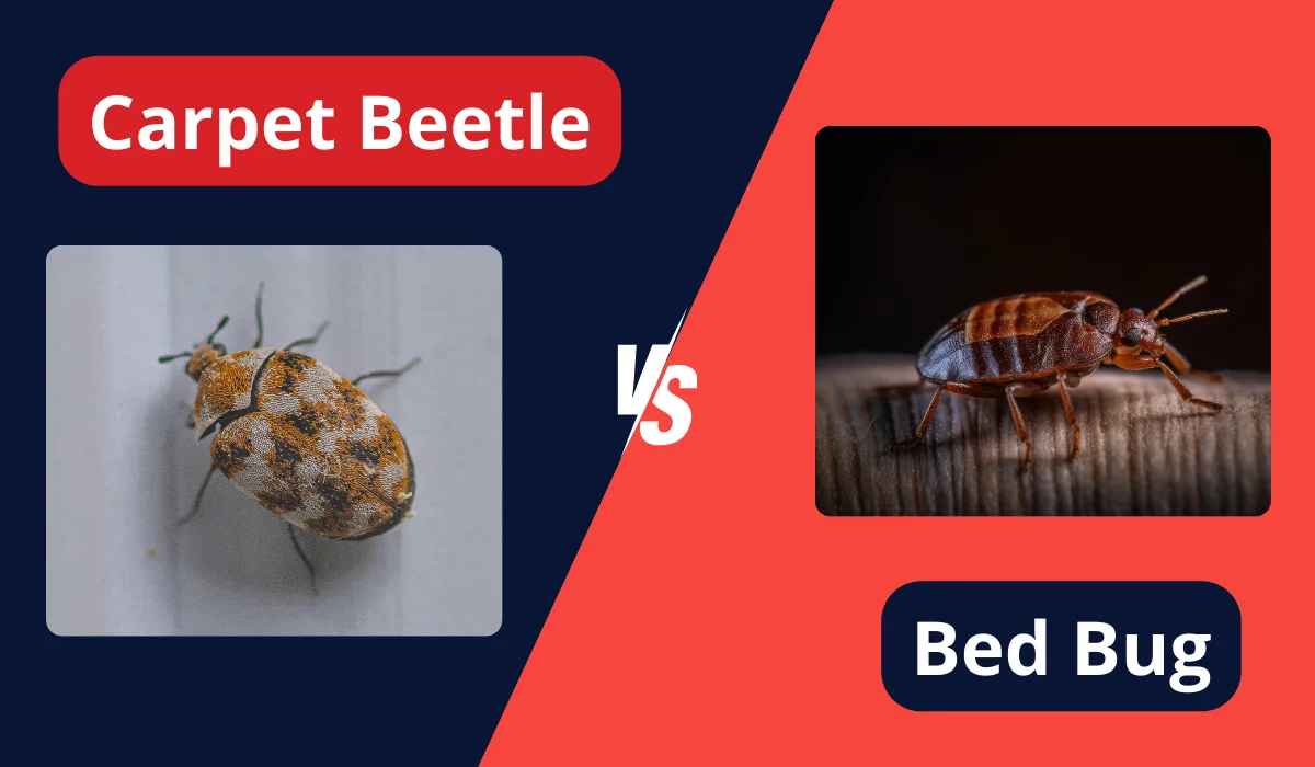 CARPET BEETLES and BED BUGS comparison