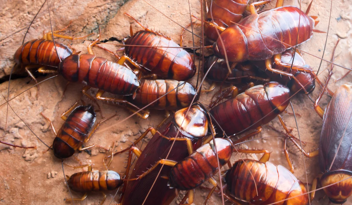 roaches