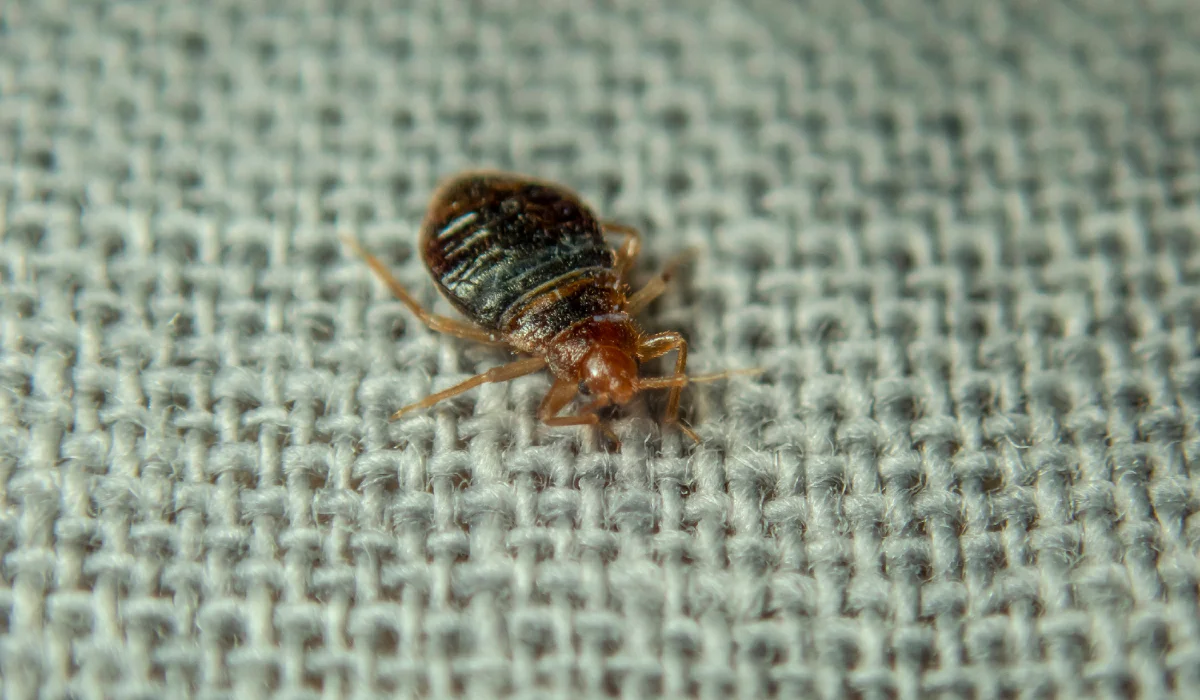 bed bug on the sheet