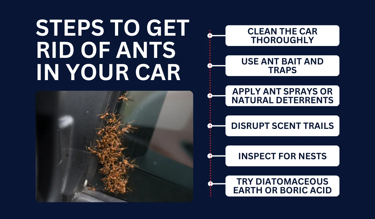 STEPS TO GET RID OF ANTS IN YOUR CAR