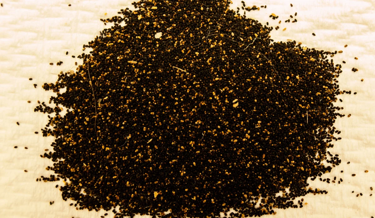 Termite Droppings