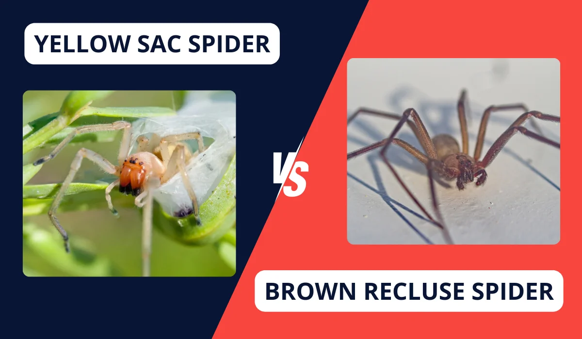 YELLOW SAC SPIDER VS. BROWN RECLUSE SPIDER