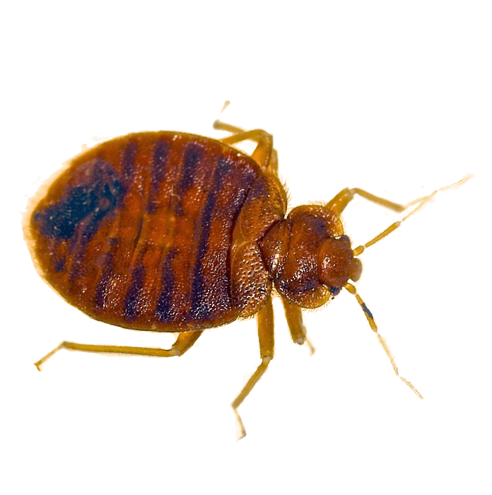 Bug