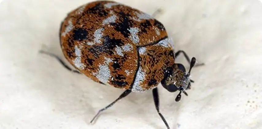 carpet beetle