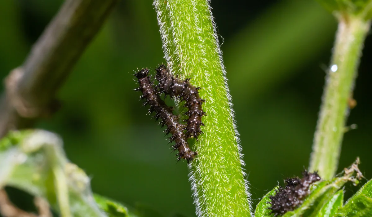 Buck Moth Caterpillars