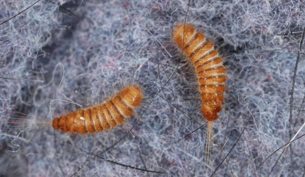 CARPET BEETLE LARVAE