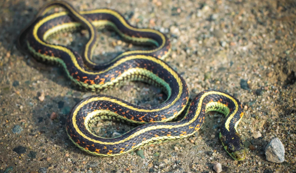 Common Garter Snake