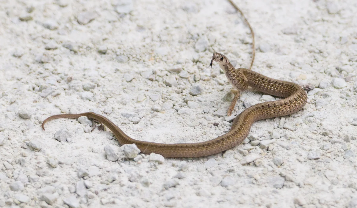 DeKay's Brownsnake