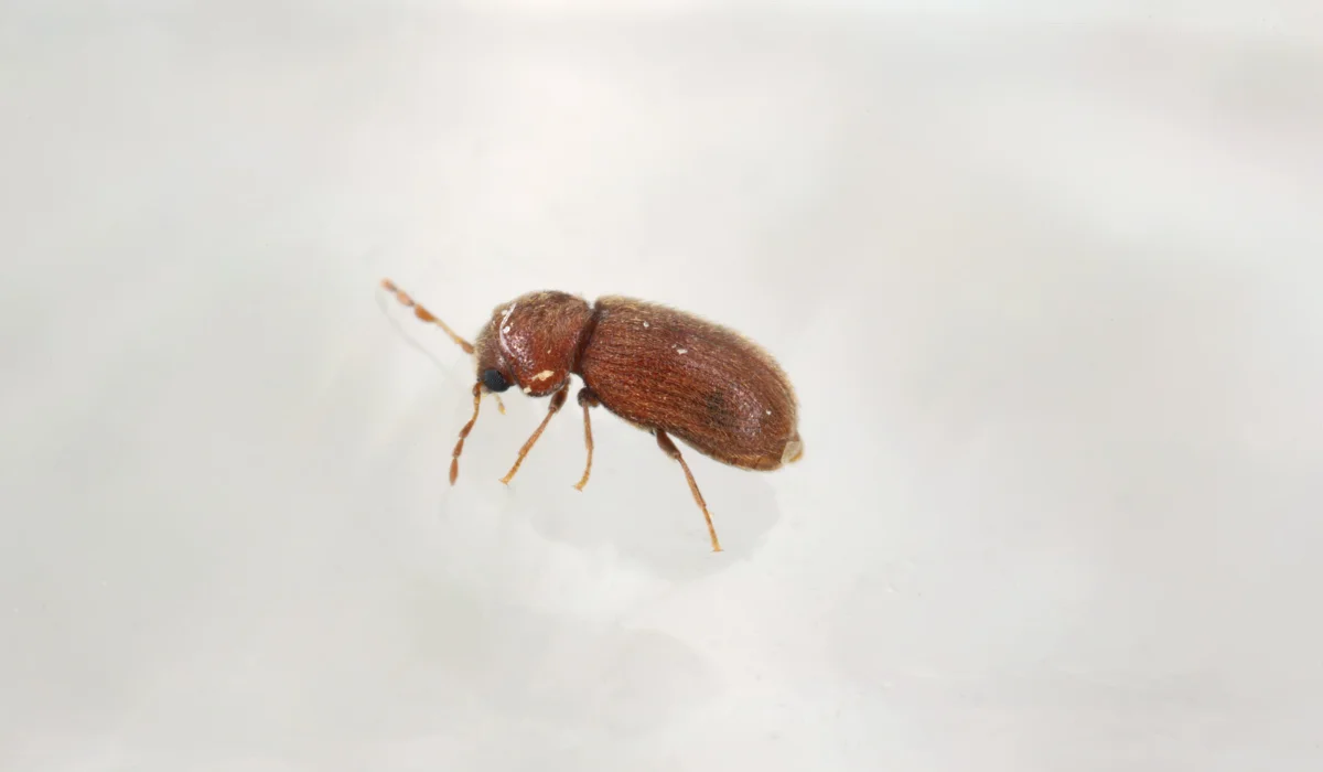 Drugstore Beetle
