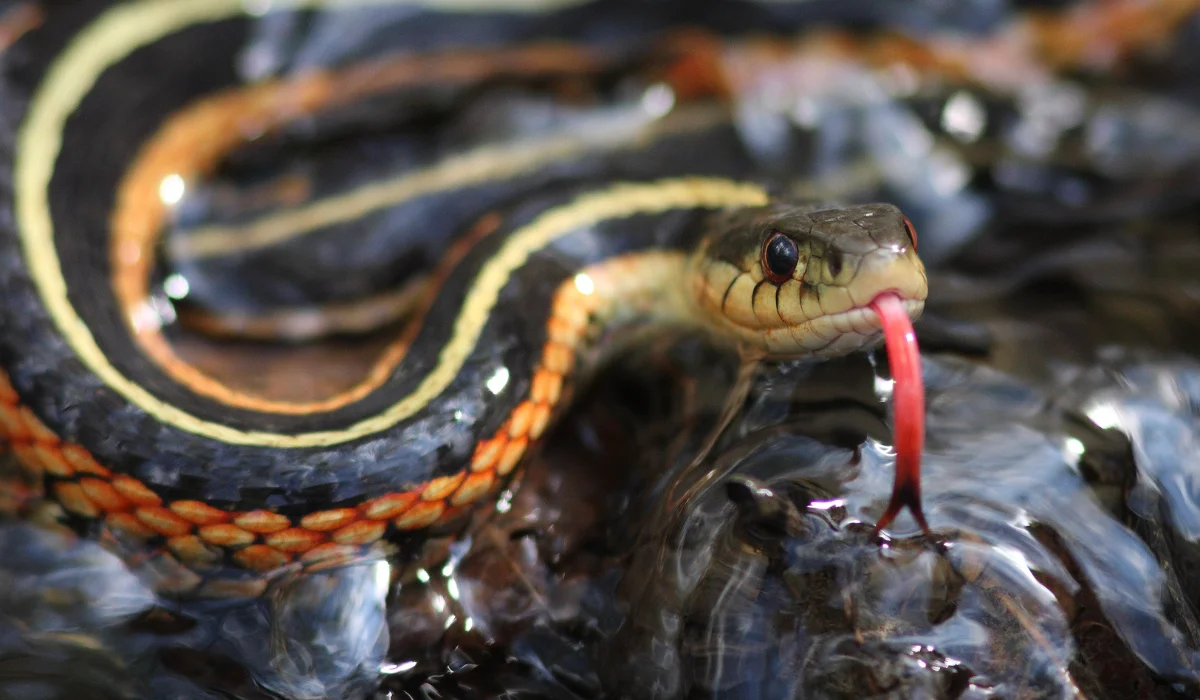 Eastern Garter Snake