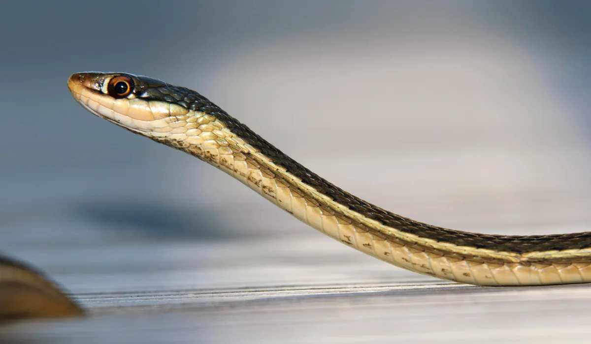 Eastern Ribbon Snake