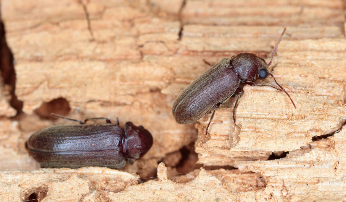 Furniture Beetles or woodboring