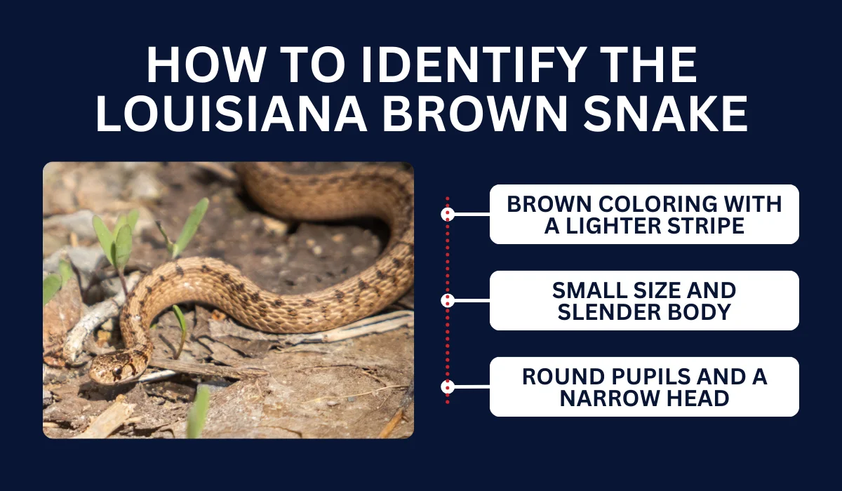 How To Identify The Louisiana Brown Snake