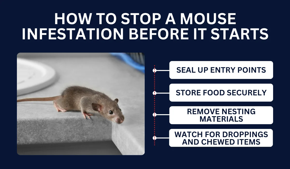 How to Stop a Mouse Infestation Before It Starts