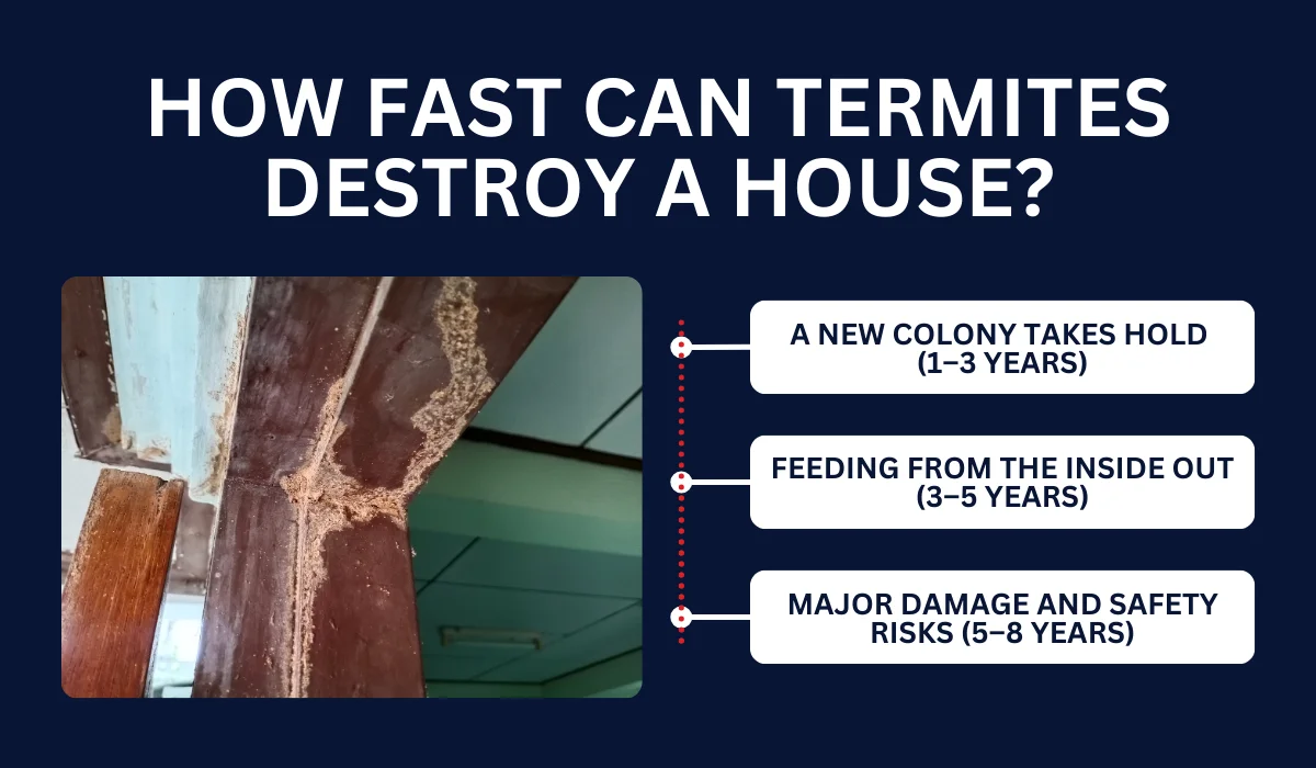 How Fast Can Termites Destroy a House?