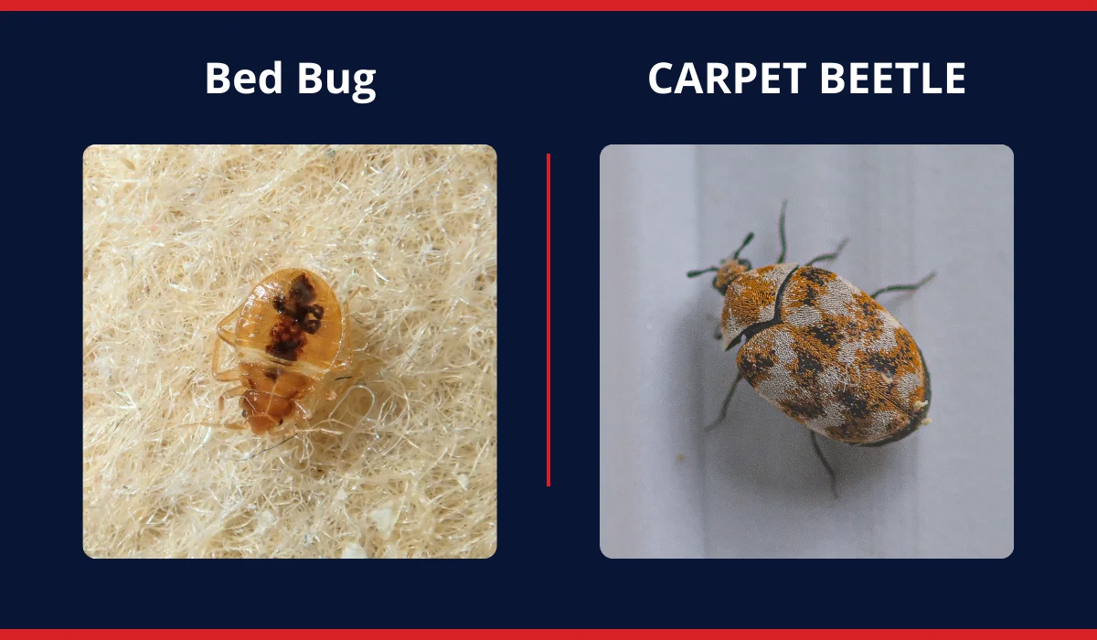 bed bug & carpet beetle