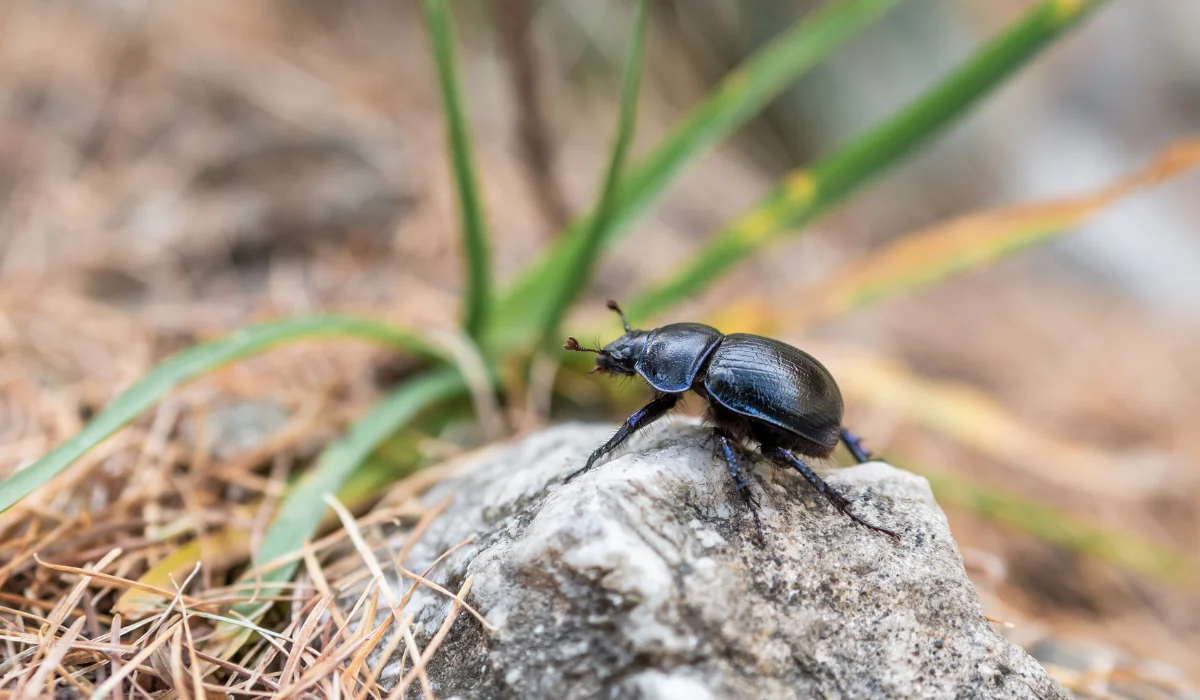 Pine Beetles