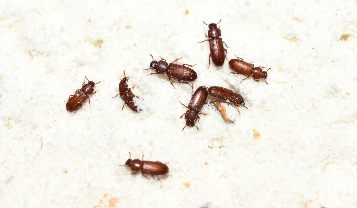 Red Flour Beetle