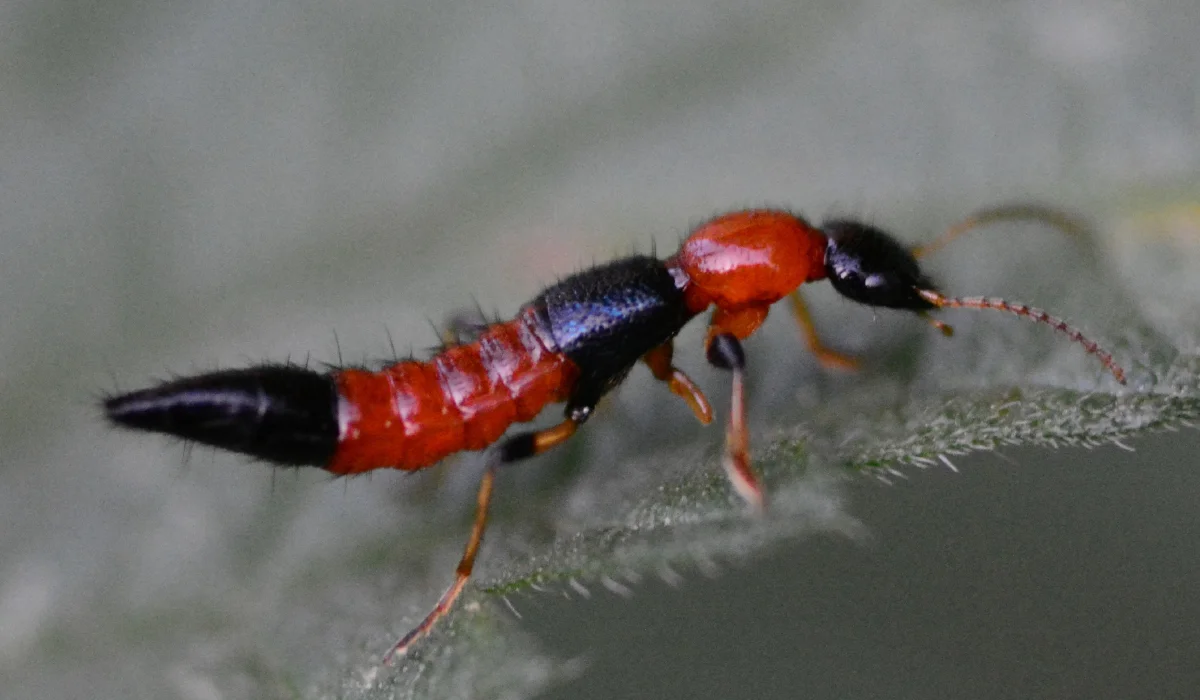 Rove Beetles
