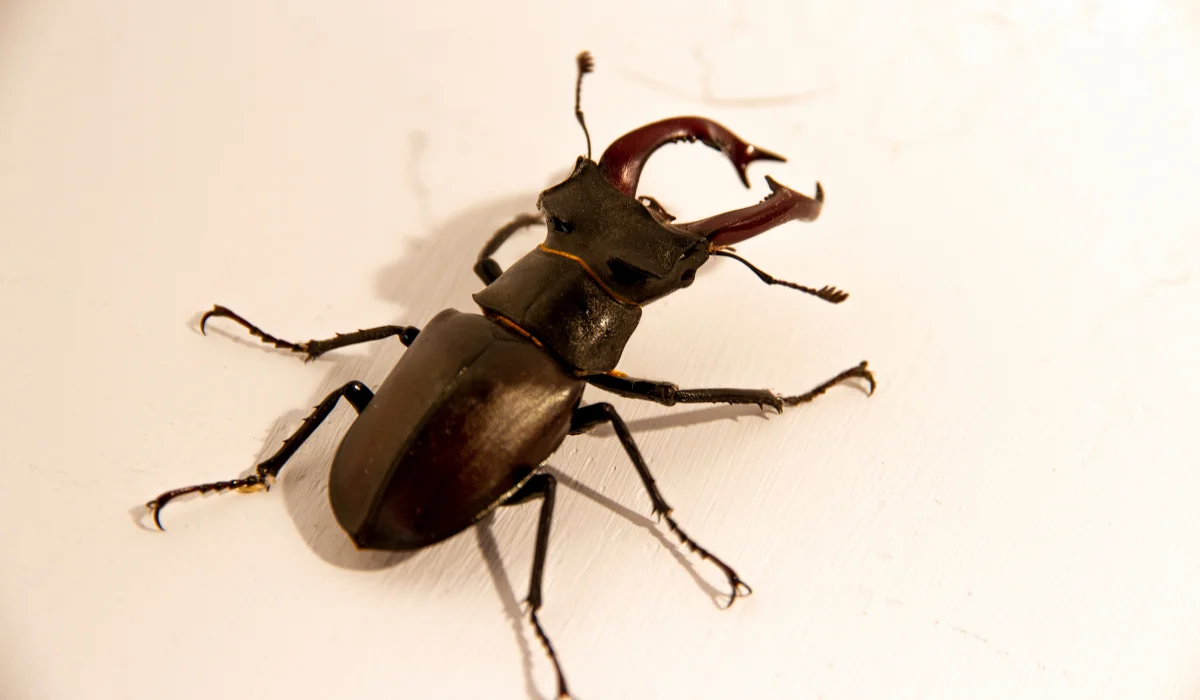 Scarab Beetles