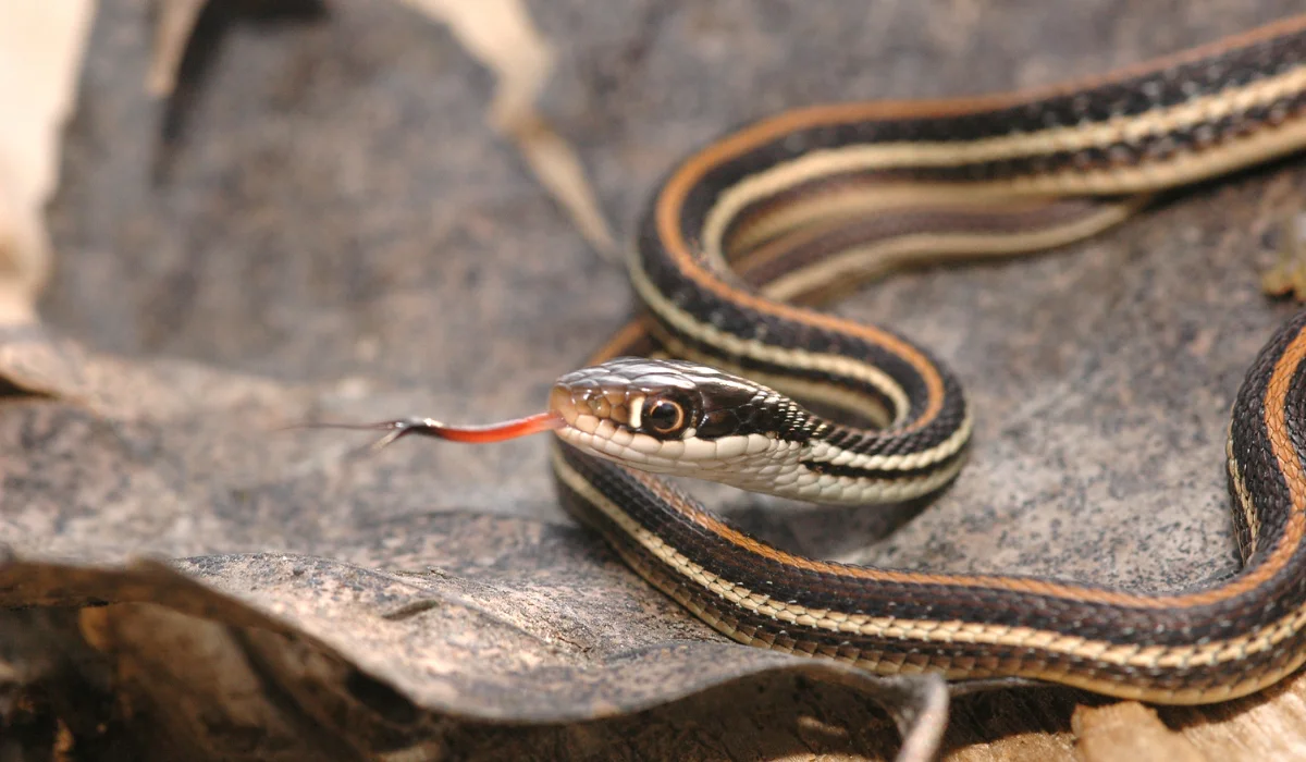 Western Ribbon Snake