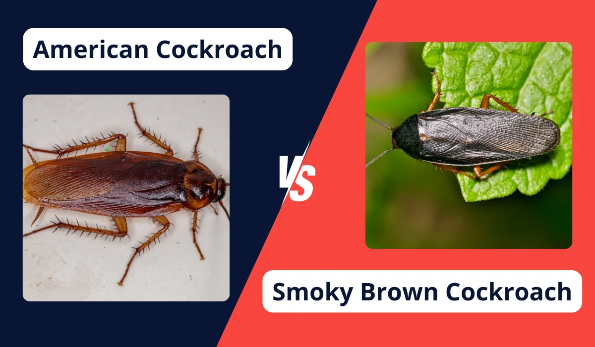 american vs smokybrown roach