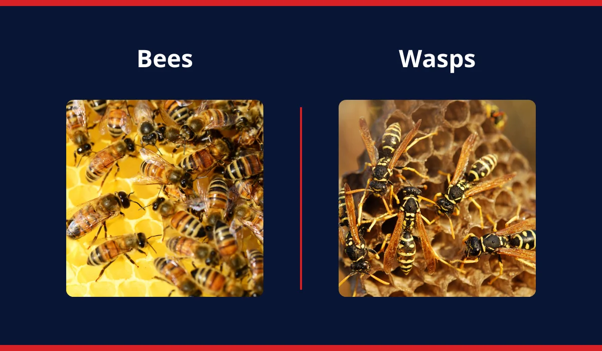bees and wasps