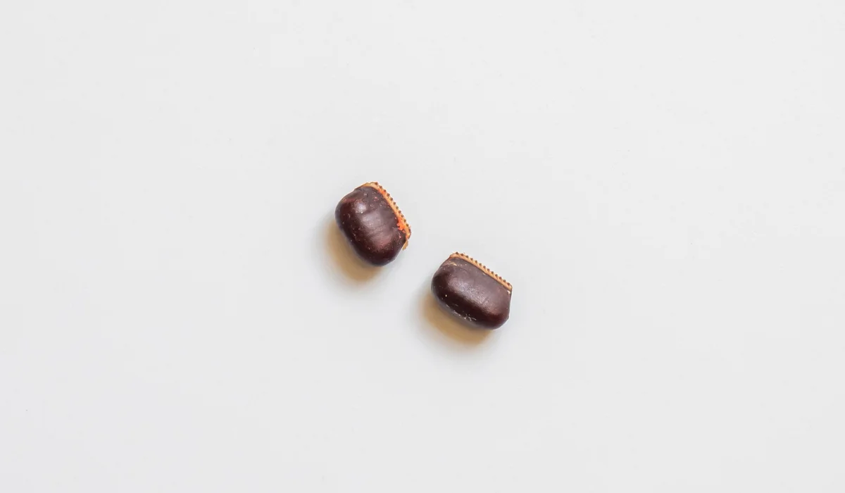 cockroach eggs
