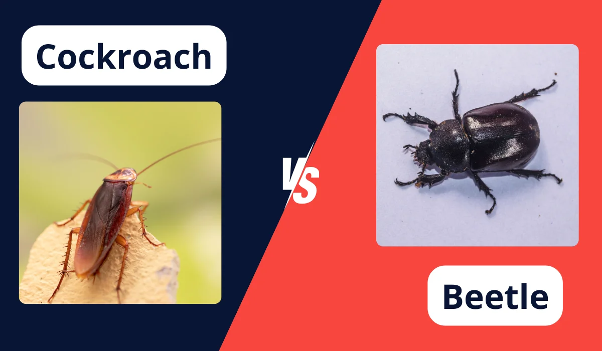 cockroach vs beetle