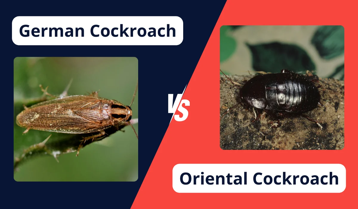 german vs oriental roach